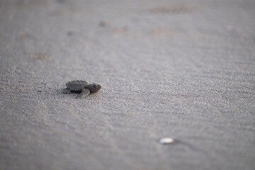 Baby turtle crawls towards ocean on sandy beach during early morning hours