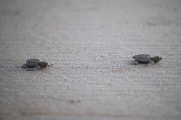 Baby turtles hatch and make their way to ocean at sunset on sandy beach
