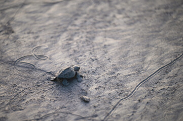 Baby turtle makes its way to ocean on sandy beach at dusk