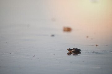 Newborn turtle makes its way to ocean at dawn on sandy beach