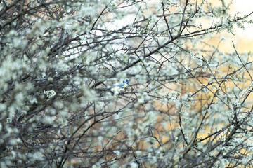 Kohlmeise in mit weißen Blüten überzogenem Apfelbaum #3