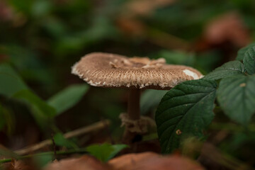 Bavarian forest with mushroom close up view and soft bokeh background 