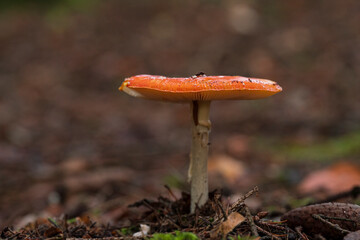Bavarian forest with mushroom close up view and soft bokeh background 