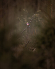 Goldammer in der Morgendämmerung auf einem Ast, sehr warmes Bild #1