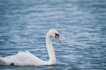 Sehr Junger Schwan, mit Babyfell, kuscheliger Schwan, plüsch Schwan #1