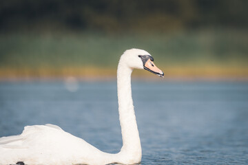 Fototapeta premium Sehr Junger Schwan, mit Babyfell, kuscheliger Schwan, plüsch Schwan, Zunge rausstreckender Schwan