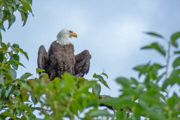 american bald eagle