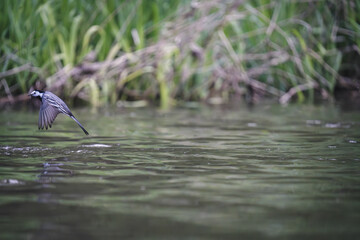 Bachstelze im Flug knapp über dem Wasser bei er Nahrungssuche #1 
