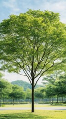 Fototapeta premium Tall green tree in a park during sunny day with distant foliage and clear sky