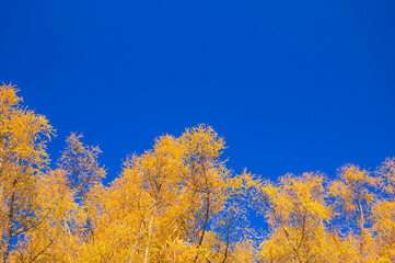 紅葉のカラマツ　いずみ湖