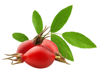 Rose Hip isolated on white background, full depth of field