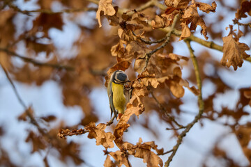 Fototapeta premium blue tit looks under the leaves with its head tilted