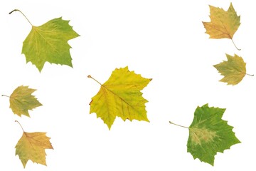 various colorful autumnal leaves as pattern isolated