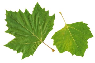 Platanus Acerifolius at autumn