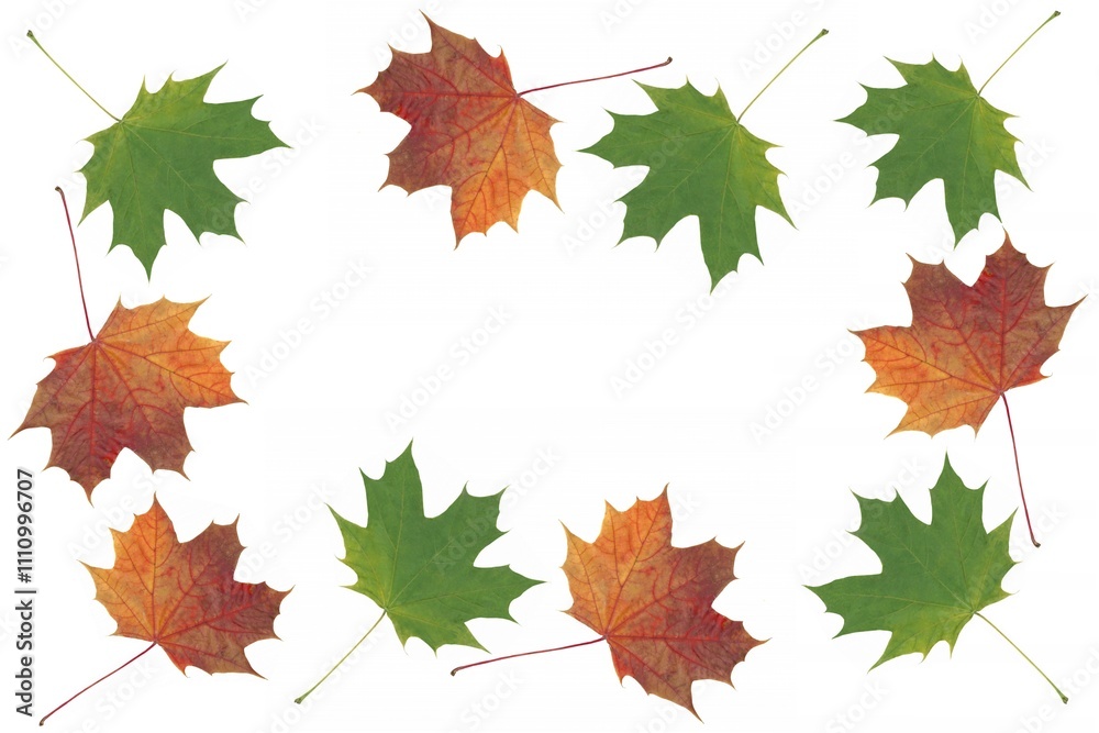 Wall mural colorful maple tree leaves as seasonal pretty composition