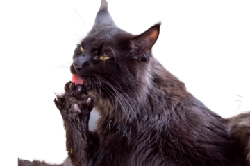 Katze putzt Fuß