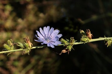 blue flower of  Cichorium intibus wild plant close up