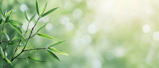 Fototapeta premium Lush bamboo leaves basking in soft sunlight during a serene afternoon