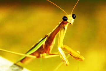 Praying mantis 