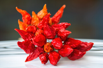 Dry red chili pepper, tied in a rope to ripen.