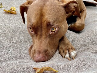 Portrait of a brown dog.