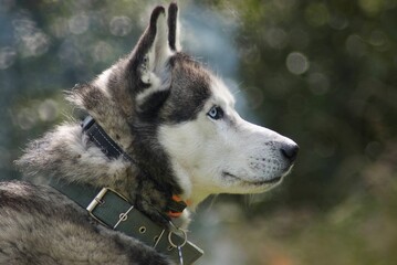 Husky muzzle with blue eyes.