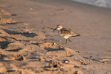 A plover bird over the Baltic Sea