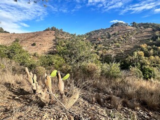 landscape with hills and cactus-like plant