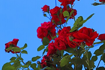 A bush of bright red roses