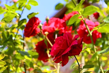 A bush of bright red roses