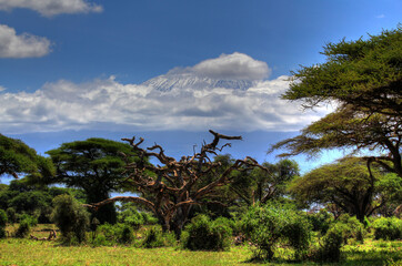 Landschaft im Tsavo/East Nationalpark bei Safari in Kenia Ostafrika