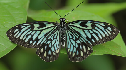 Fototapeta premium A Close-Up of a Butterfly with Intricate Blue and Black Wings, Resting on a Green Leaf, Blurred Background Adding Depth and Focus