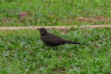 blackbird on the grass