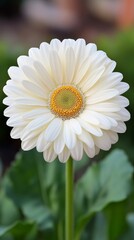 Beautiful white daisy with soft petals blooming in a garden setting under natural light