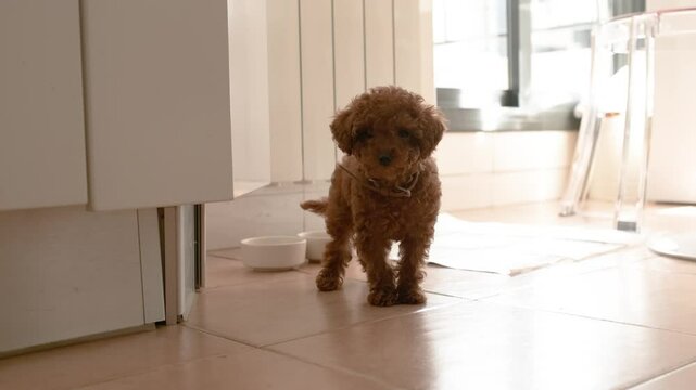 A small mini toy poodle puppy is exploring his corner of the kitchen with his toilet seat and water bowl.