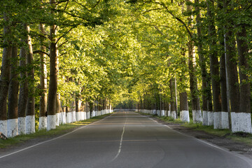 A long, straight road flanked by tall trees on both sides. The trees have been painted white at the base, and their branches form a canopy over the road.