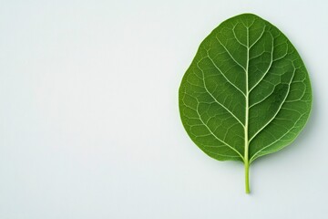 Obraz premium Fresh green spinach leaves arranged on a gray surface for healthy meal preparation
