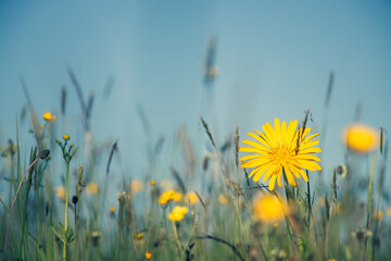 Blume in Wiese