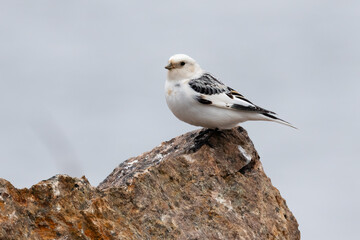 Snow bunting