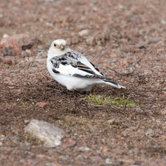 Snow bunting