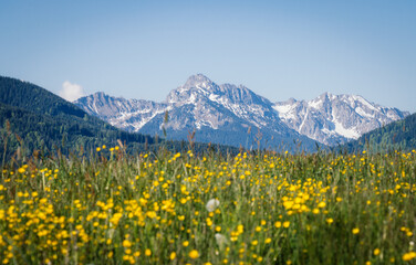 Fototapeta premium Grüne Frühlingswiese, Weidezaun, leicht schneebedeckte Berge im Hintergrund, Landschaftsaufnahme, Natur, Bayern, 