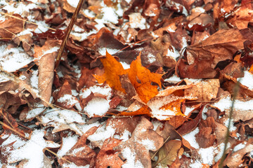 Herbstblätter in winterlicher Umgebung