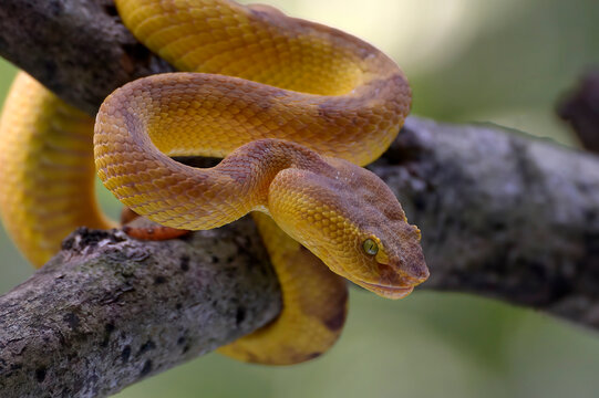 Mangrove pit viper eat a mice on a tree 