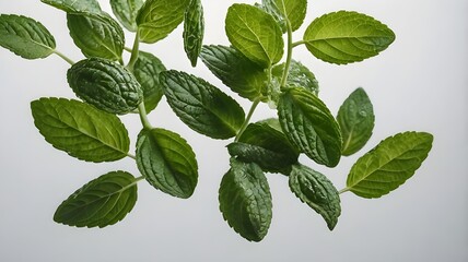Fototapeta premium A number of fresh mint leaves scattered over a white background. These bright green leaves look so refreshing and give a natural impression.