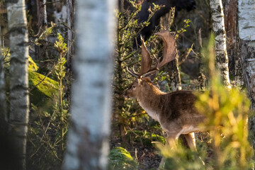Hirsch im Wald