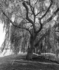 old tree trunk of a weeping willow on the lakeshore