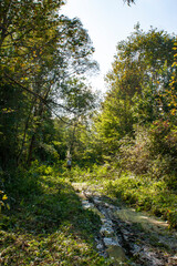 rural road, swamp, in the grass, various herbs,     
trees, sky, clouds, landscape, green leaves, travel, space, weekend