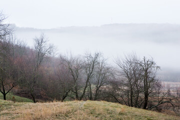Beautiful landscape photo with a mysterious forest in the fog in Germany.