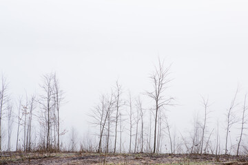 Beautiful landscape photo with a mysterious forest in the fog in Germany.