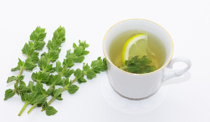 wild plants and natural herbal teas. thyme tea photos.